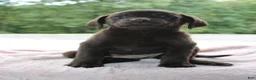 Labrador Retriever dogs for sale: Star - Ad 3