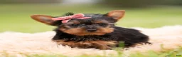 Yorkshire Terrier dogs for sale: Ellie - Ad 3