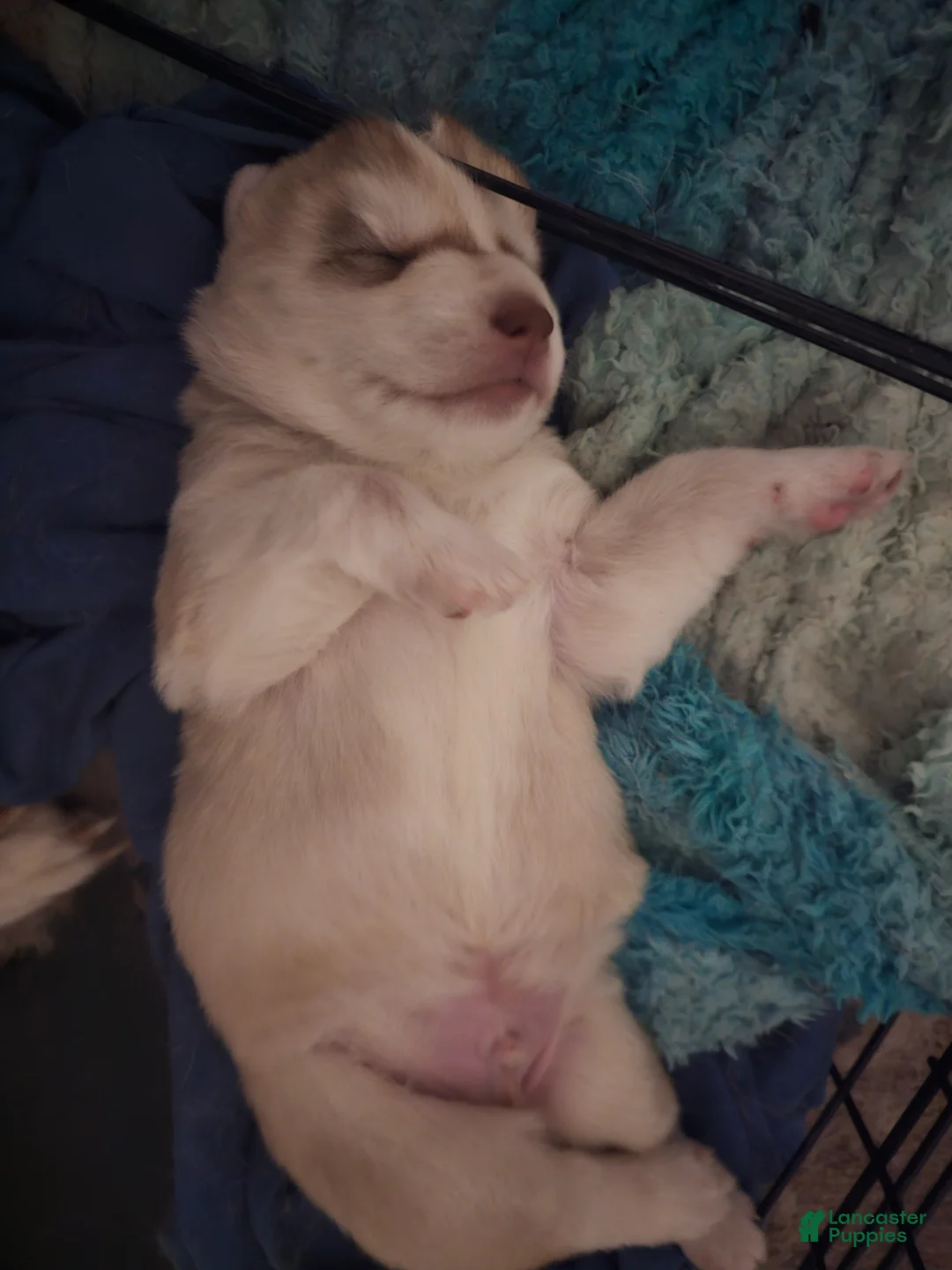 Mixed Breed dogs for sale: Mixed Breed Puppy 2 - Ad 2