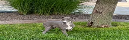 Italian Greyhound dogs for sale: Dannie - Ad 3