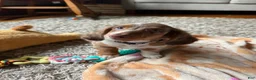 Miniature Dachshund dogs for sale: Miniature Dachshund - Ad 2