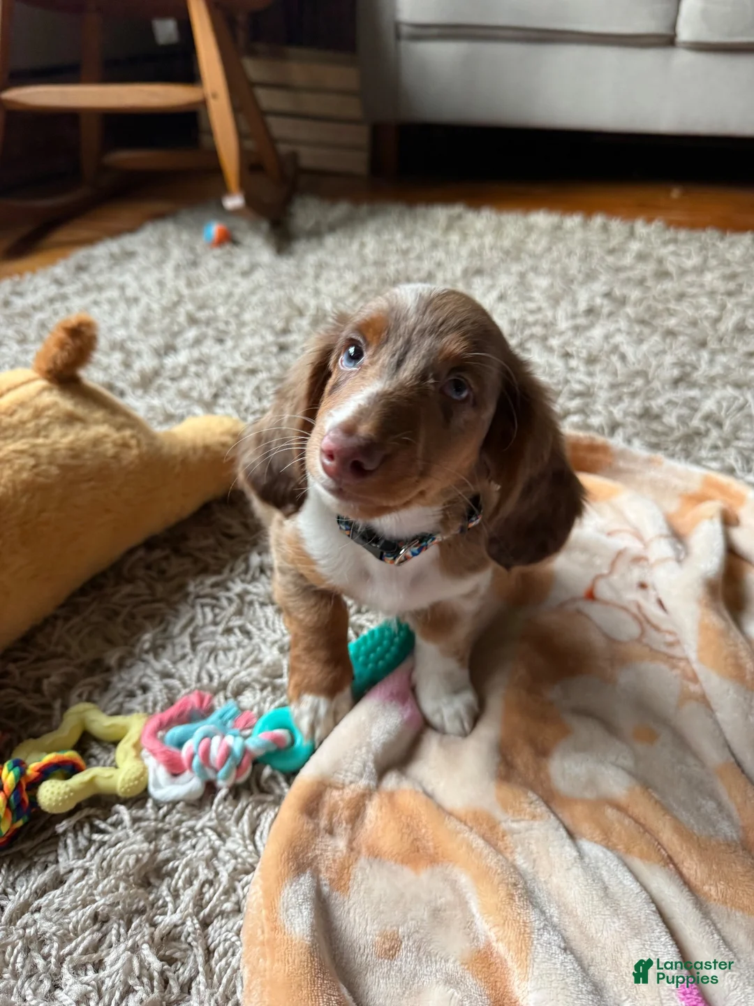 Miniature Dachshund dogs for sale: Miniature Dachshund - Ad 2