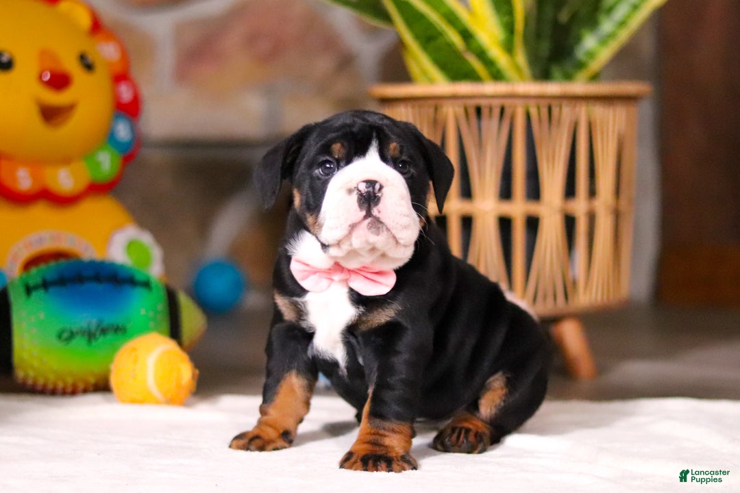 Mixed Breed dogs for sale: Chloe - Ad 3