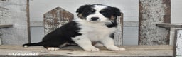 Border Collie dogs for sale: Blitz - Ad 1
