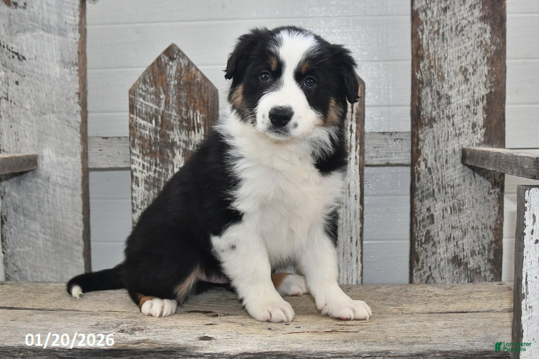 Border Collie dogs for sale: Blitz - Ad 1