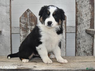 Border Collie dogs Blitz - Ad 16