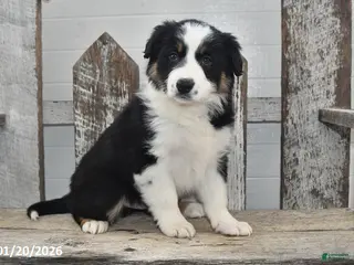 Border Collie dogs Blitz - Ad 12