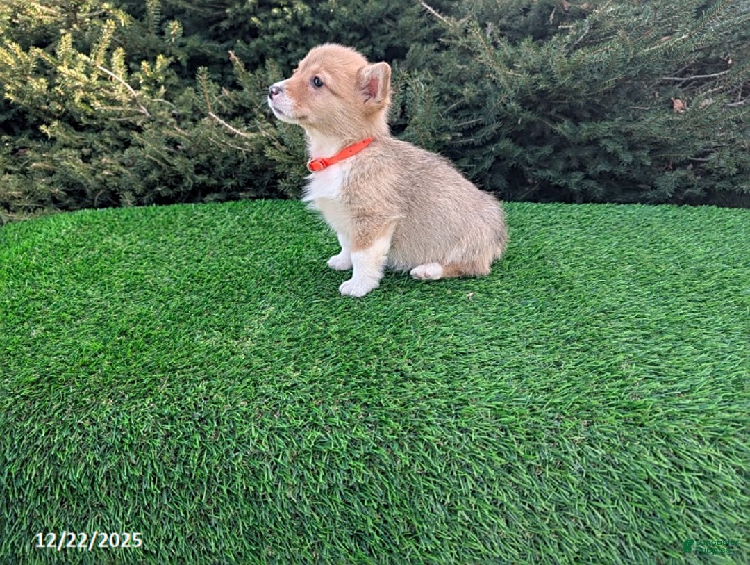 Welsh Corgi Pembroke dogs for sale: Kyle - Ad 2