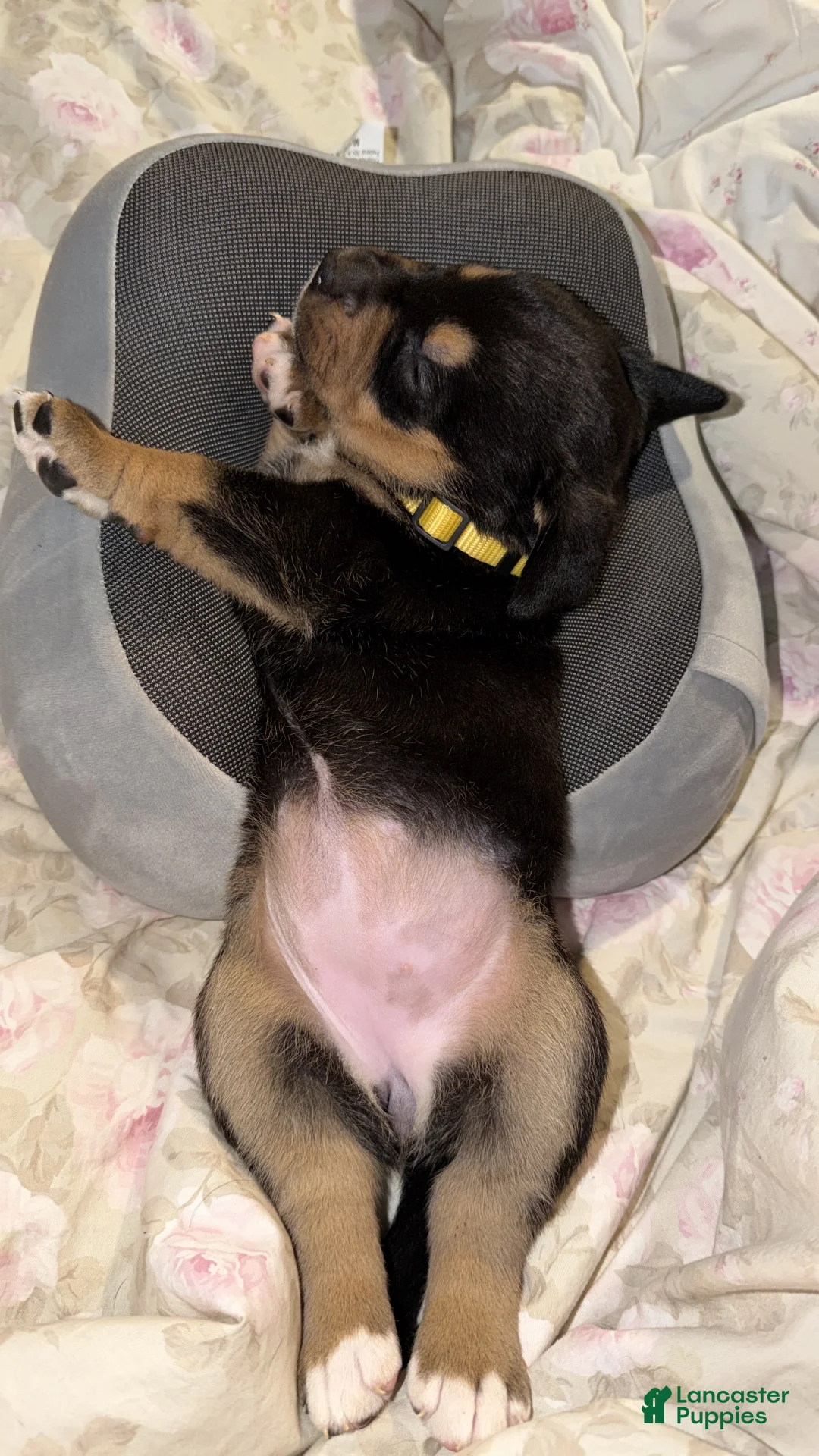 Mixed Breed dogs for sale: Calliope  - Ad 2