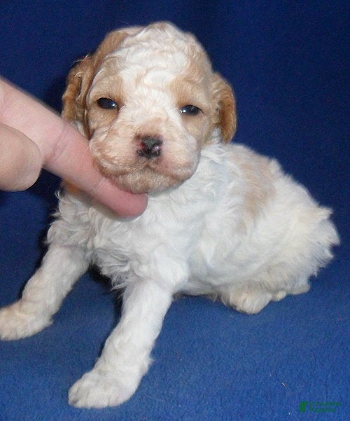 Cockapoo dogs Rudy - Ad 1