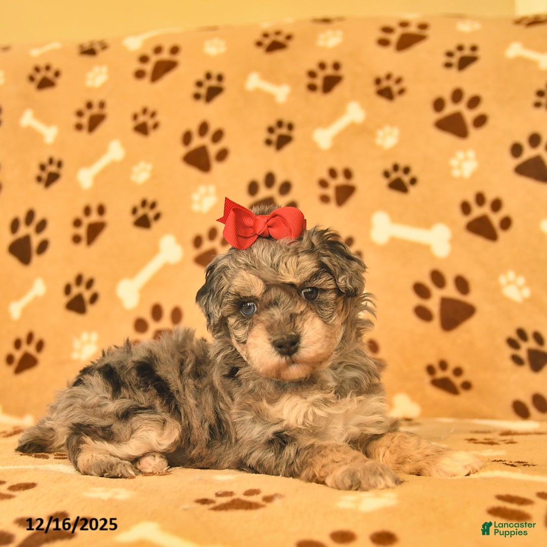 Toy Poodle dogs for sale: Mercy - Ad 4