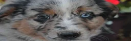 Australian Shepherd dogs for sale: Sammy - Ad 4