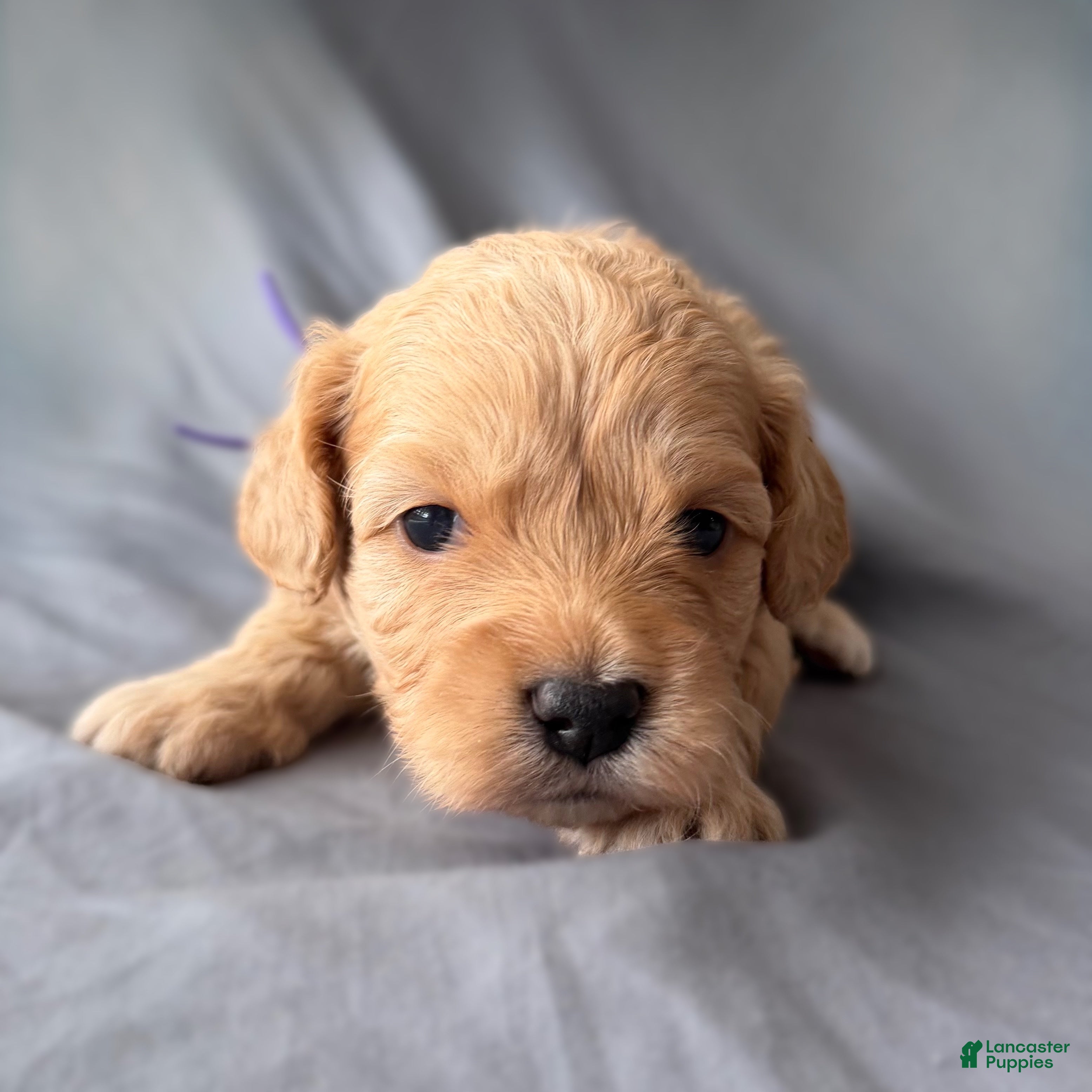 Mini Goldendoodle dogs Precious  - Ad 40