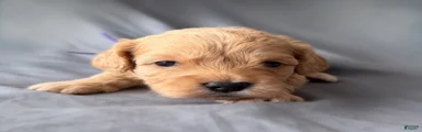 Precious 