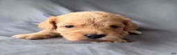 Mini Goldendoodle dogs for sale: Precious  - Ad 1