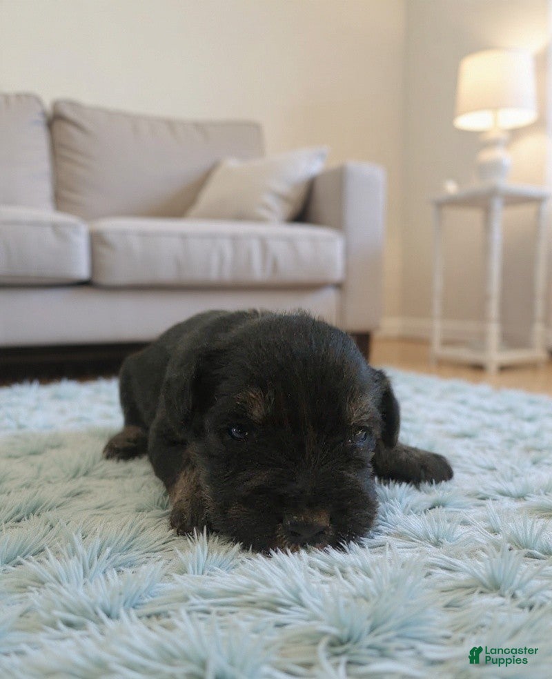 Miniature Schnauzer dogs AKC Oreo - Ad 41