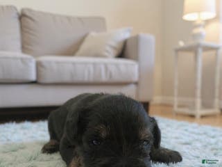 Miniature Schnauzer dogs AKC Oreo - Ad 41