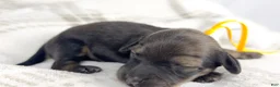 Miniature Dachshund dogs for sale: Sundae - Ad 2