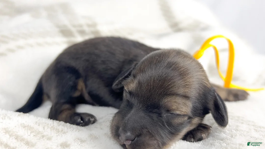 Miniature Dachshund dogs for sale: Sundae - Ad 2