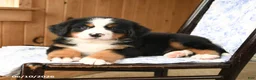 Bernese Mountain Dog dogs for sale: Big Ben - Ad 3