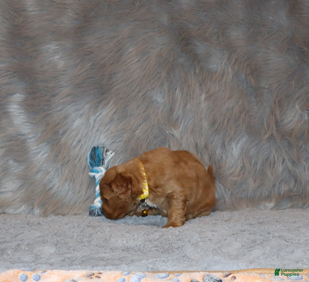 Mini Goldendoodle dogs for sale: Winslow 💙👨‍👨‍👧‍👦💞🐕 - Ad 8