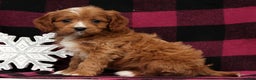 Cavapoo dogs for sale: Noel - Ad 4