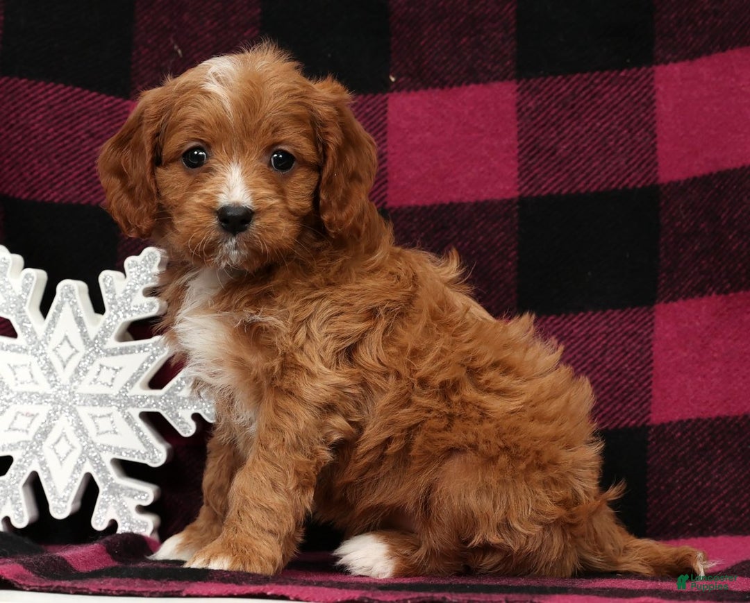 Cavapoo dogs for sale: Noel - Ad 4