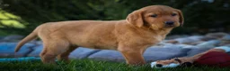 Labrador Retriever dogs for sale: NELLY - Ad 2