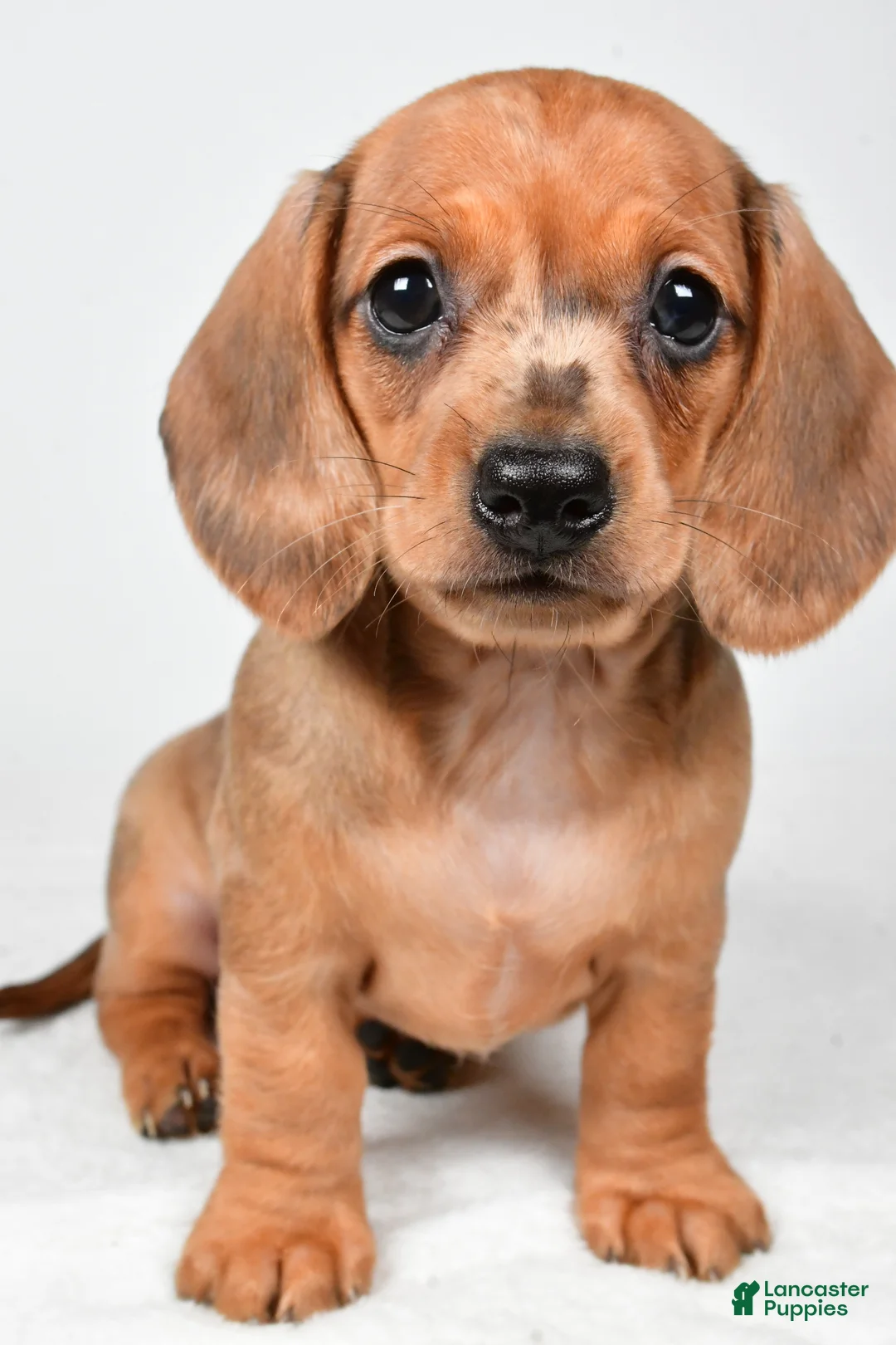 Dachshund dogs for sale: Daisy - Ad 1