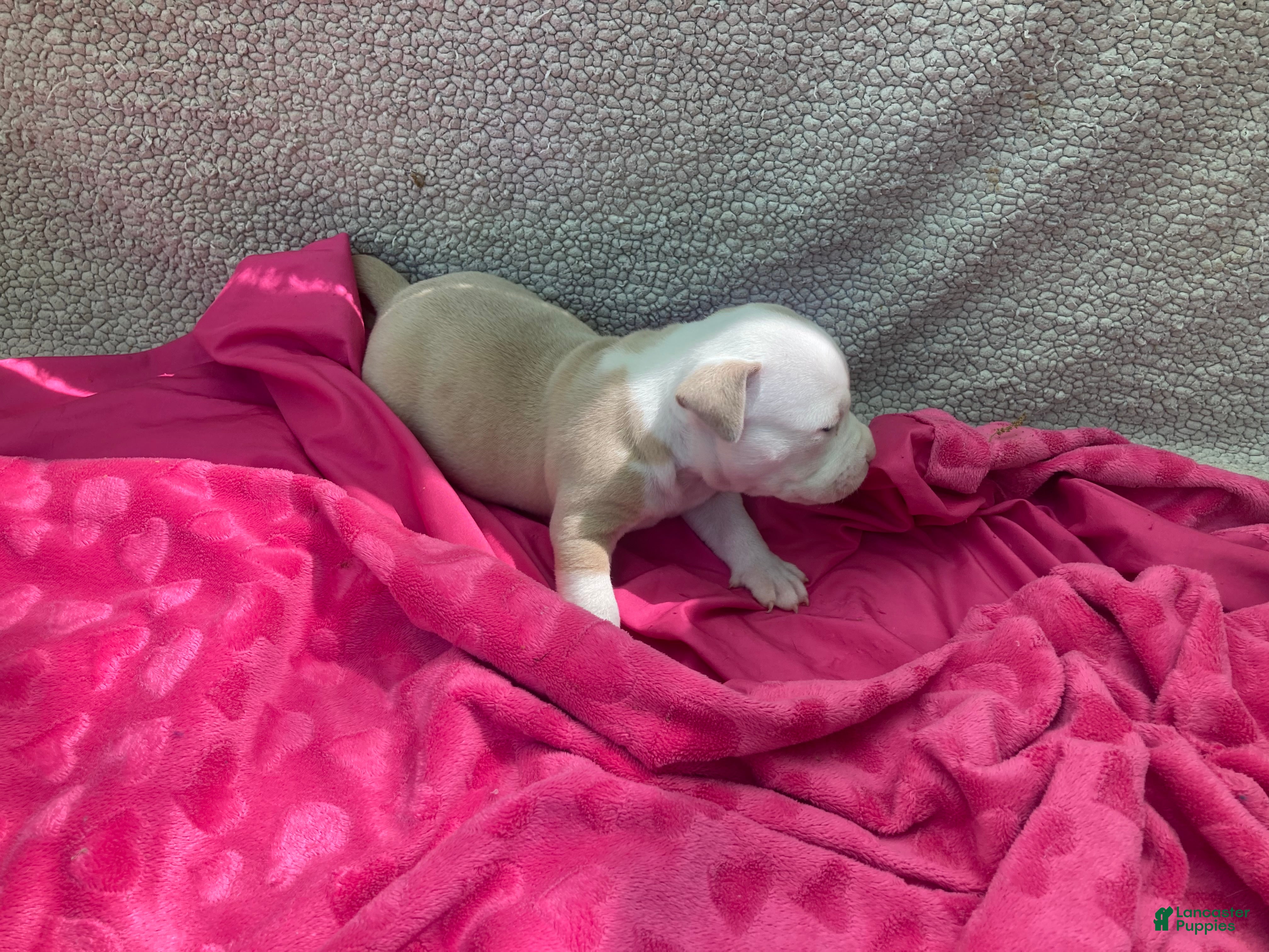 American Bully dogs American Bully Puppy 2 - Ad 1