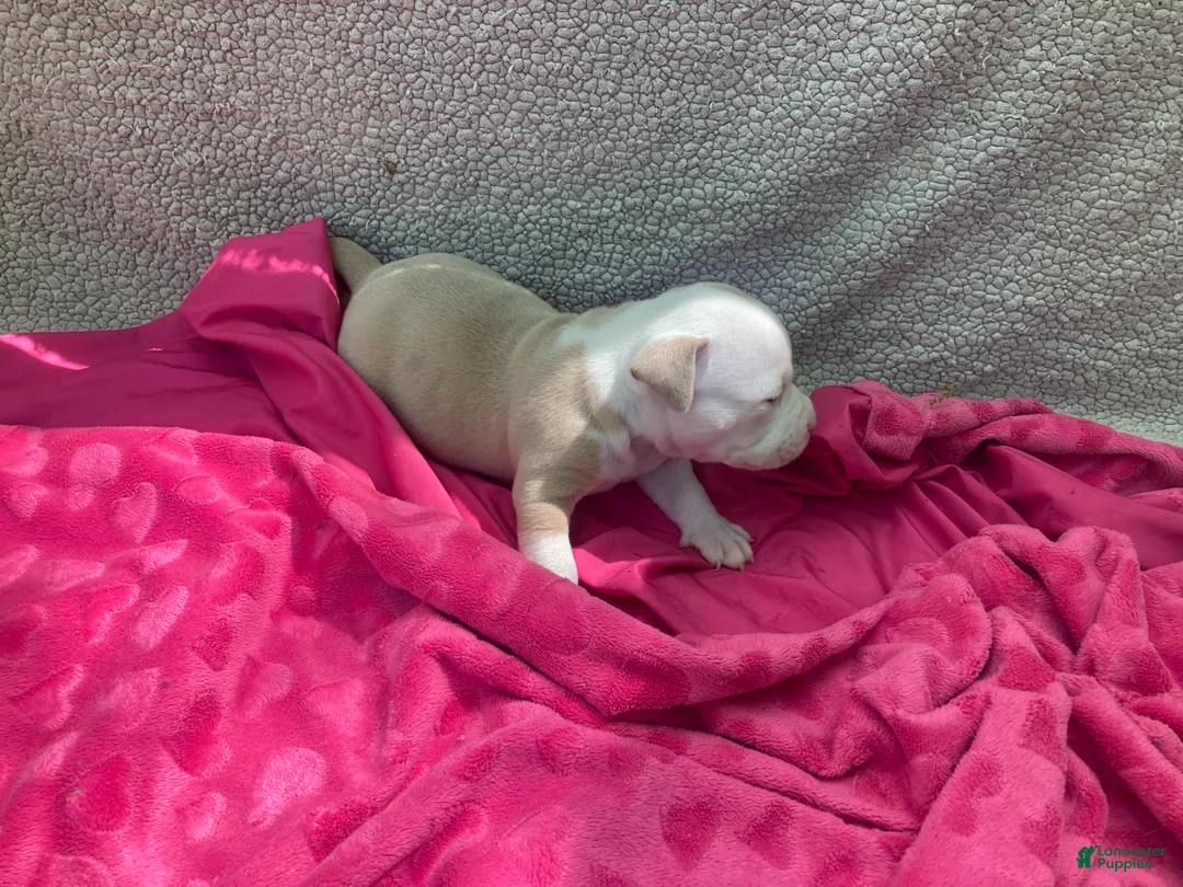 American Bully dogs for sale: American Bully Puppy 2 - Ad 1