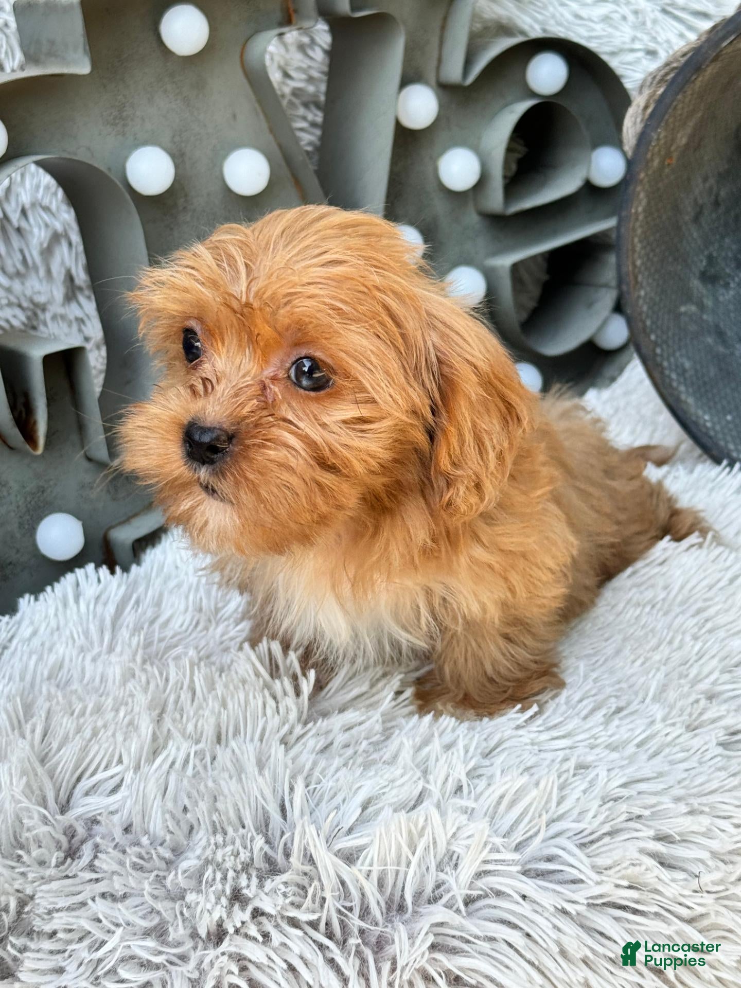 Cavapoo dogs Ava - Ad 19