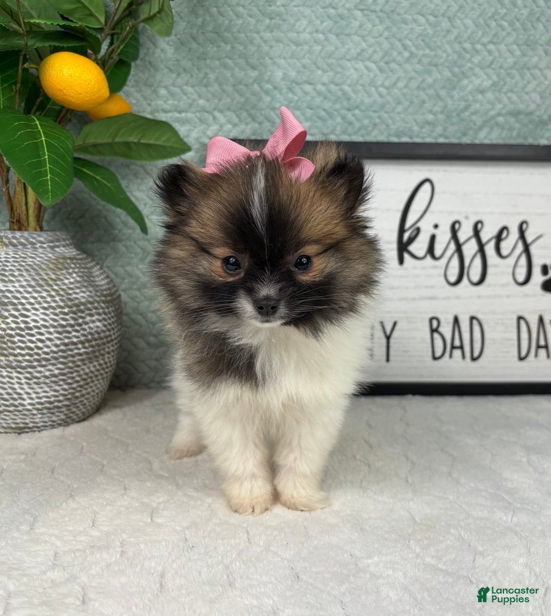 Pomeranian dogs for sale: Penelope  - Ad 3