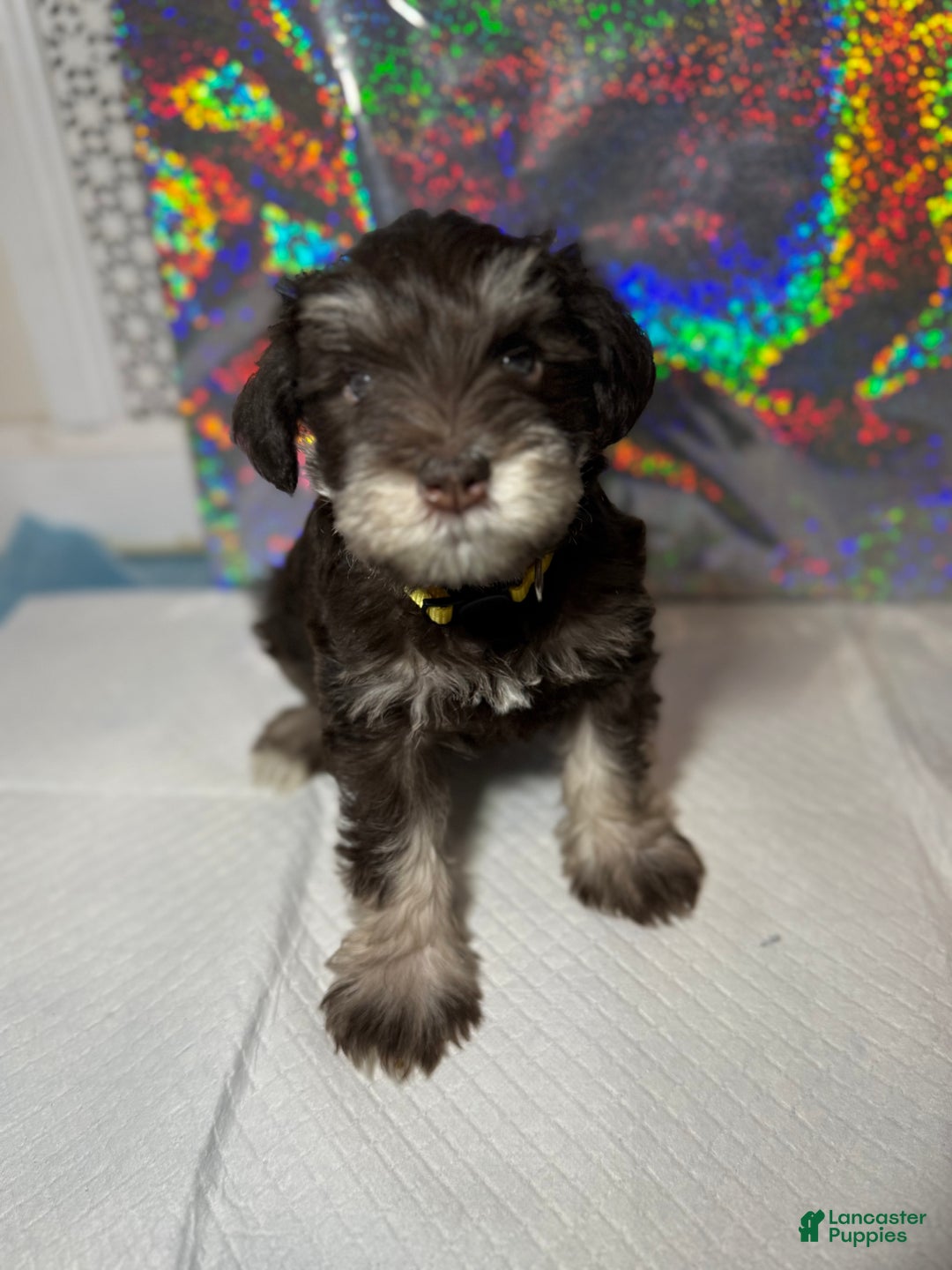 Miniature Schnauzer dogs for sale: Miniature Schnauzer Puppy 4 - Ad 3