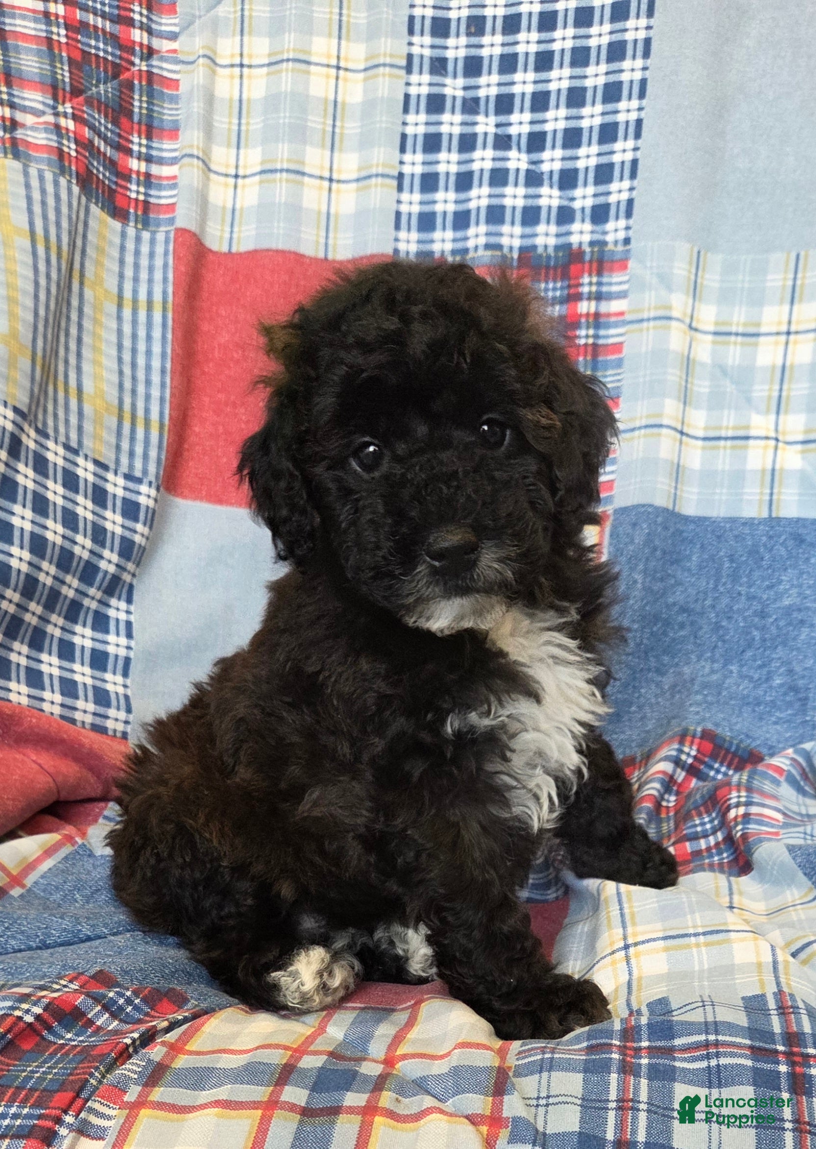 Mini Goldendoodle dogs Corey - Ad 1