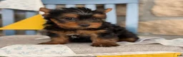 Yorkshire Terrier dogs for sale: Skylar - Ad 2