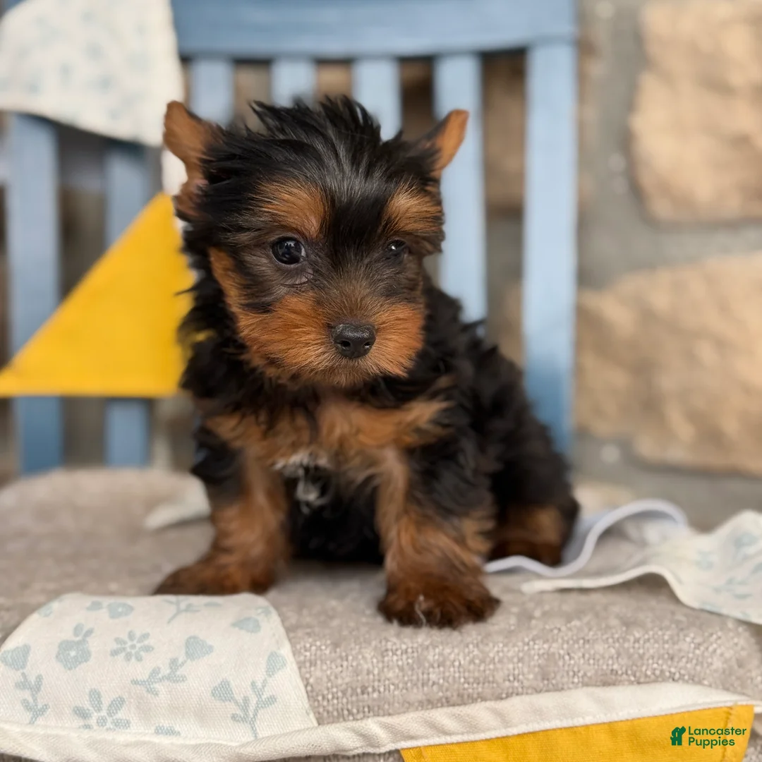 Yorkshire Terrier dogs for sale: Skylar - Ad 2