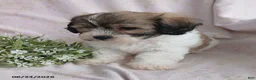 Teddy Bear dogs for sale: Ezekiel - Ad 10