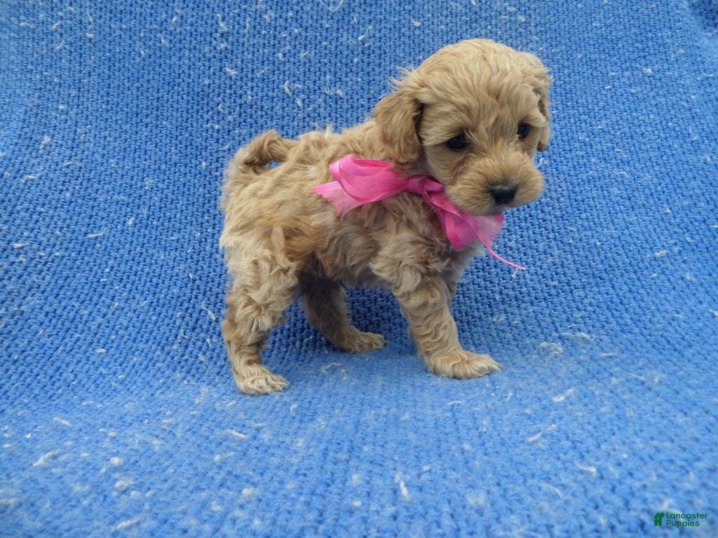 Maltipoo dogs Lara - Ad 14