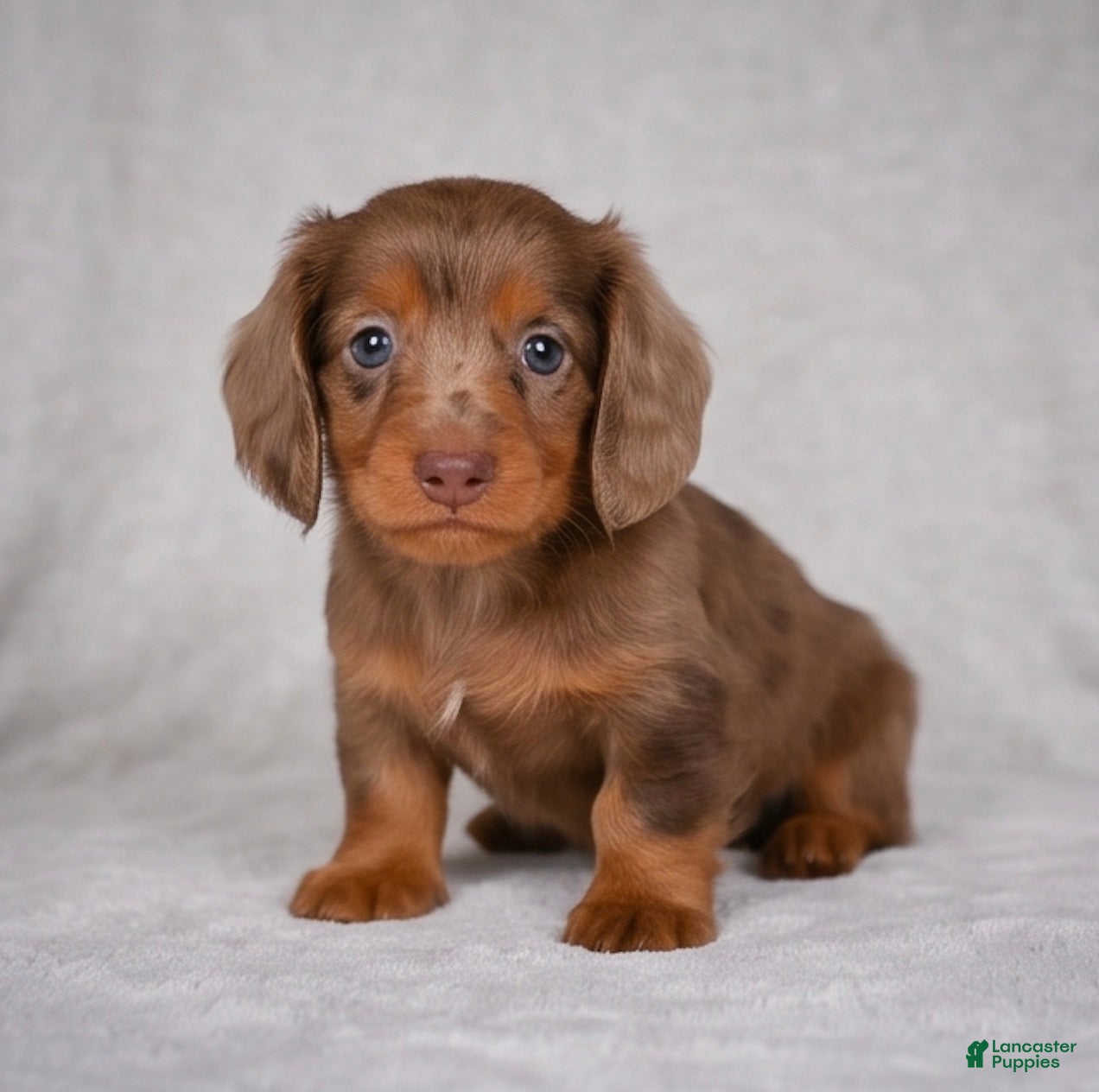 Miniature Dachshund dogs AKC Rose - Ad 1