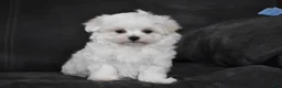 Maltese dogs for sale: Aiden - Ad 8