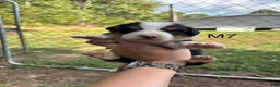 Mixed Breed dogs for sale: Mixed Breed 7 - Ad 1
