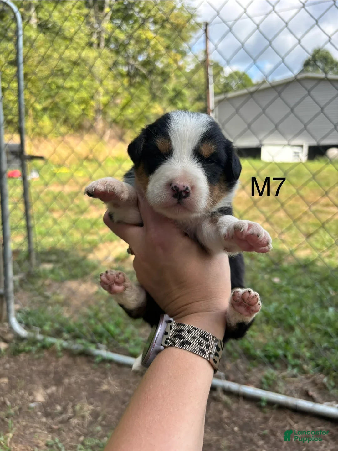 Mixed Breed dogs for sale: Mixed Breed 7 - Ad 1