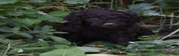 Standard Poodle dogs for sale: Standard Poodle 6 Dark Brown - Ad 9