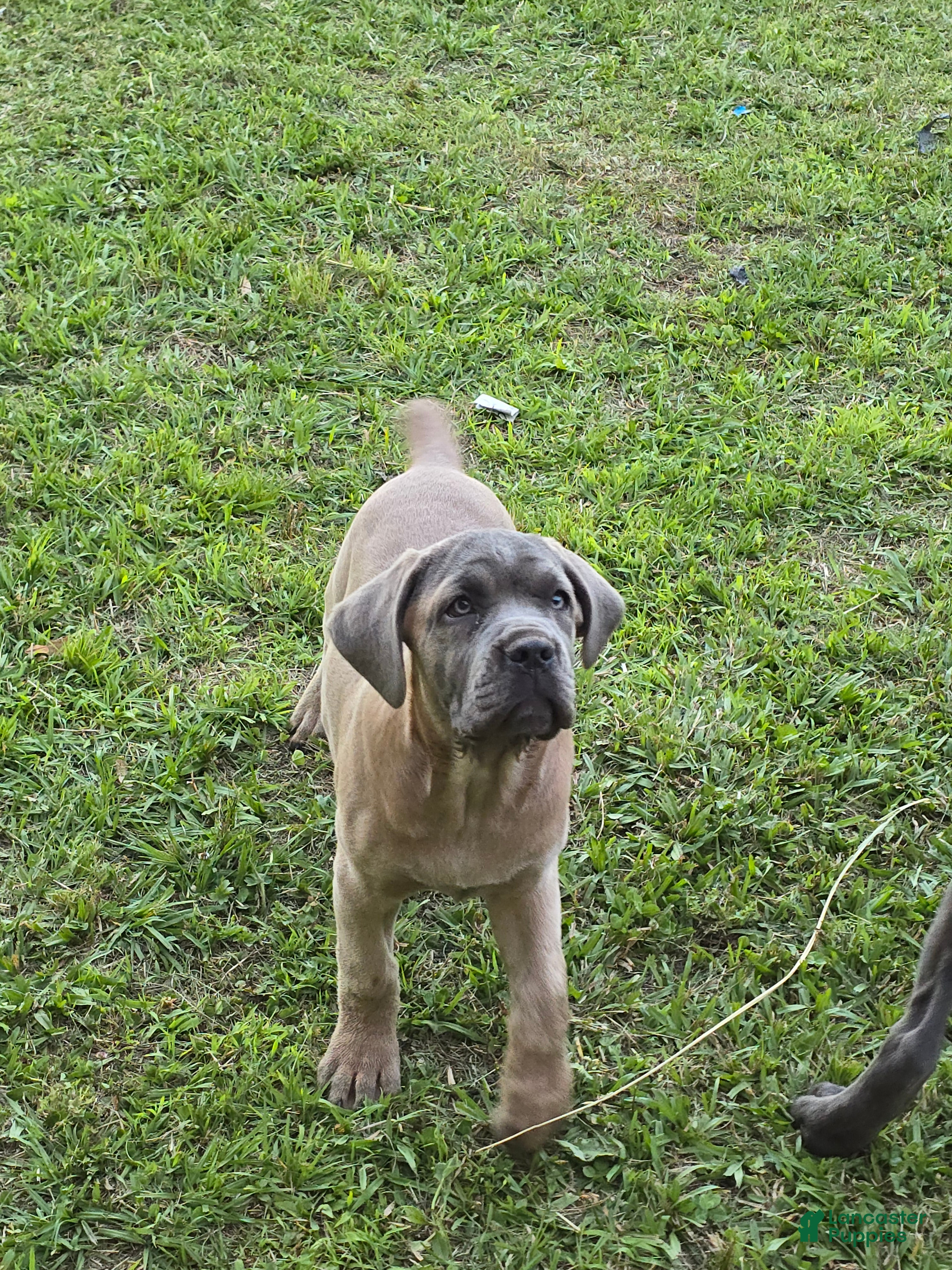 Cane Corso dogs Cane Corso Puppy 6 - Ad 2