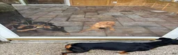 Miniature Pinscher dogs for sale: Miniature Pinscher 3 - Ad 3