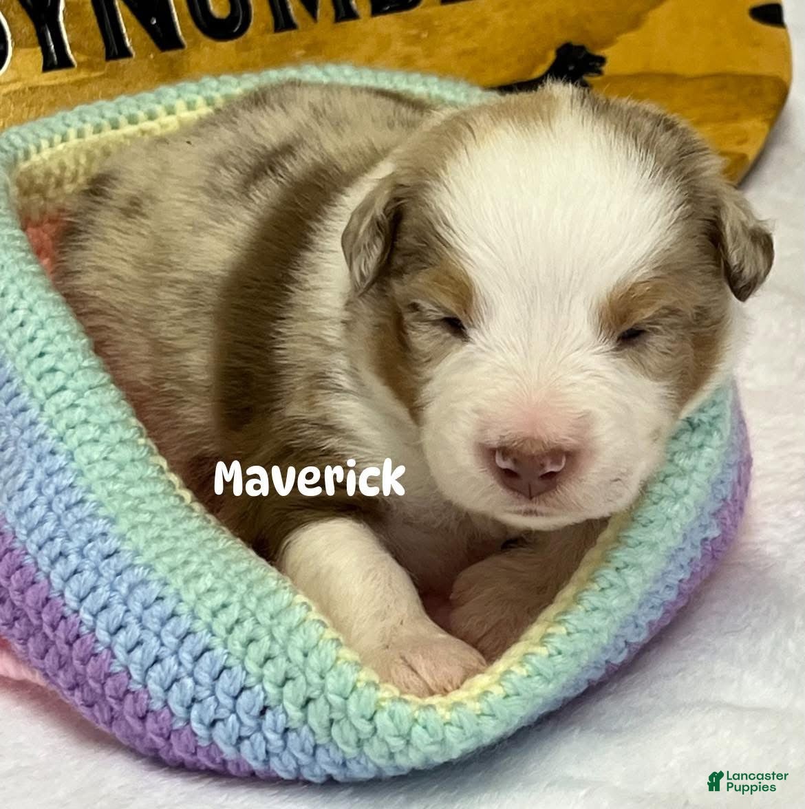 Australian Shepherd dogs Maverick. - Ad 1