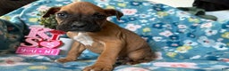 Boxer dogs for sale: Pablo - Ad 4