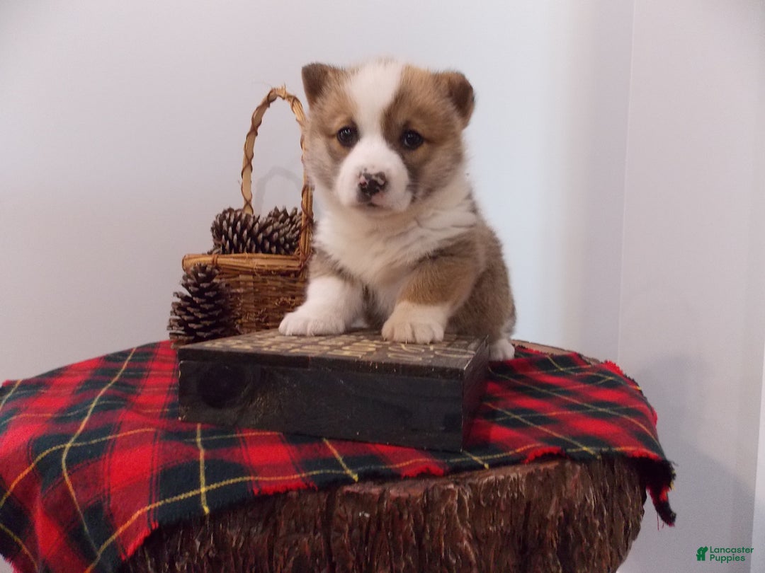 Gallery Image {{count}}