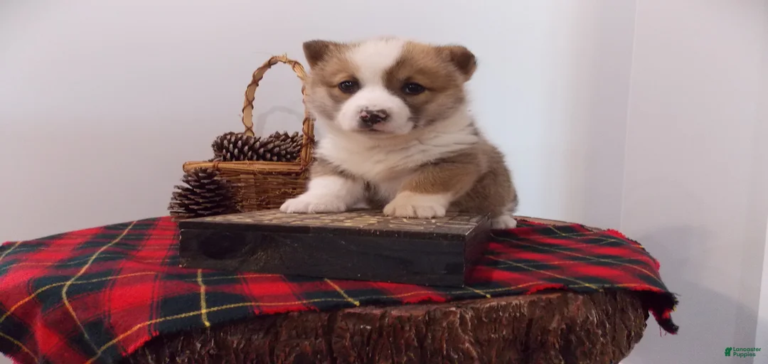 Gallery Image {{count}}